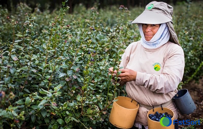 images/1697011004856Aguacates peruanos, arándanos y anomalías climáticas de El Niño afectan importación y exportación de frutas.jpg